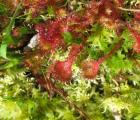 Drosera