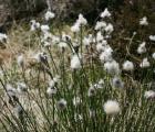 Linaigrette